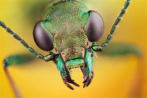 Insect 4k Ultra HD Wallpaper | Background Image | 4500x3000 | ID:431258 ...