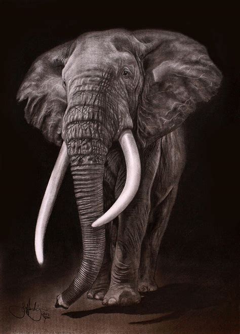 African Elephant Drawing Drawing By John Harding Pixels