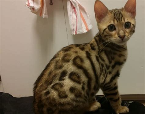 Bengal rescue network, baltimore, maryland. Bengal - Specialty Purebred Cat Rescue | Purebred cats ...