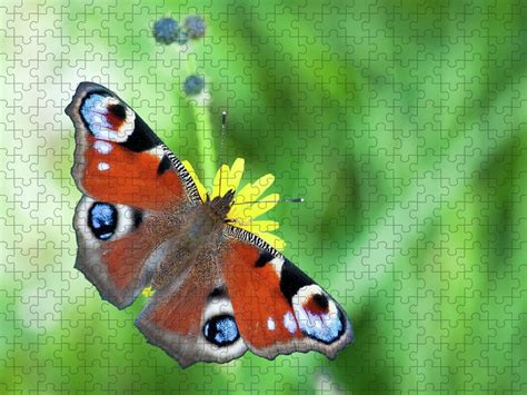 Butterfly Jigsaw Puzzle By Jmhuttun