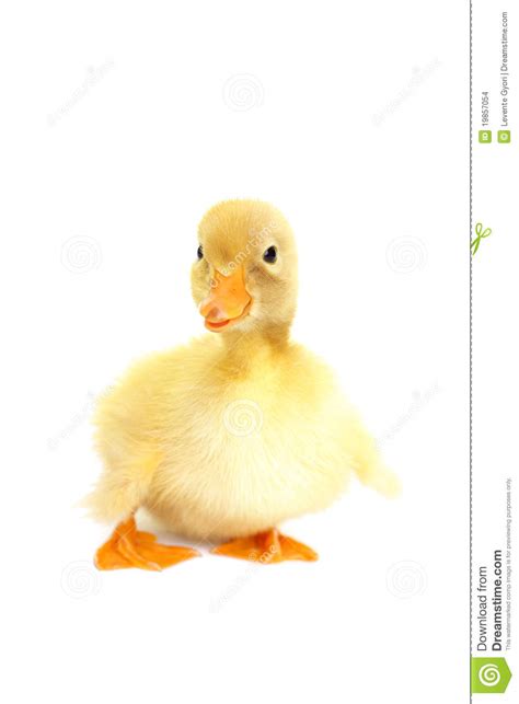 Cute Animal Baby Duck Stock Photo Image Of Newborn Life
