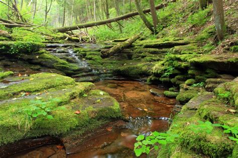 Free Picture Nature Forest River Wood Water Moss