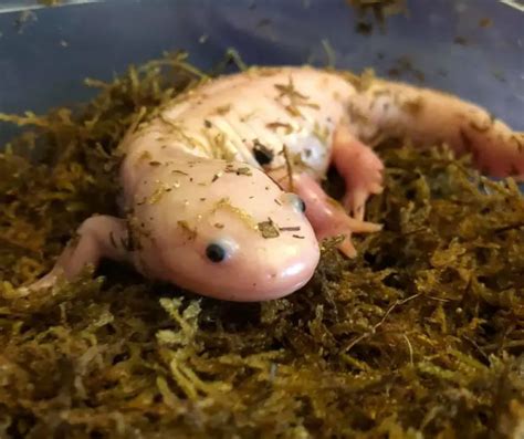 Axolotl Can Turn Into Salamander