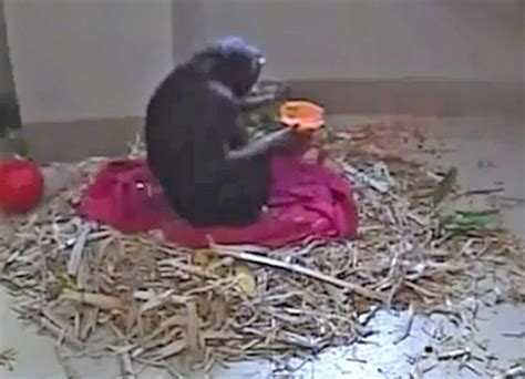 Chimpanzee Birth Live Stream Watch A Chimp Being Born From Jane