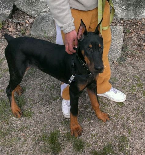 4 Months Doberman Puppy Dobermann Pinscher Doberman