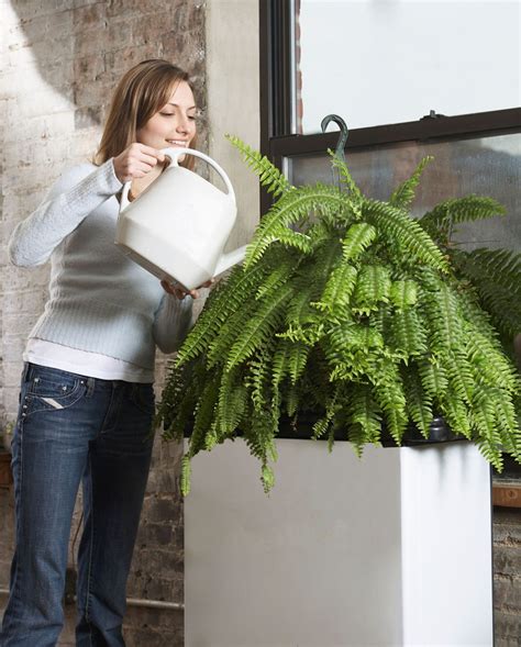 I'm here to teach you how to procrastinate less and share and that's why i'm here to teach you how to stop procrastinating and strategies to actually so it's time to clean out the garage. Boston Fern Irrigation - How Often To Water Boston Ferns