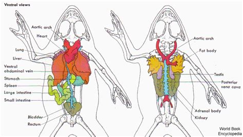 The Internal Organs Of A Frog