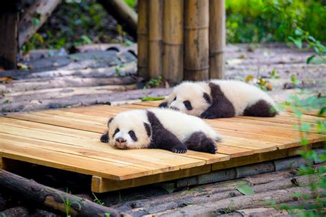 10 Fotos Adorables De Osos Panda National Geographic En Español