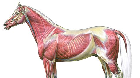Equine Deep Muscular System Poster Ph