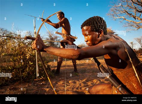 Ju Hoansi Or San Bushmen Hunter Simulates A Hunt With Bow And Arrow At His Village Grashoek