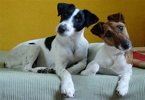 Smooth Fox Terrier Info Puppies Temperament History Pictures