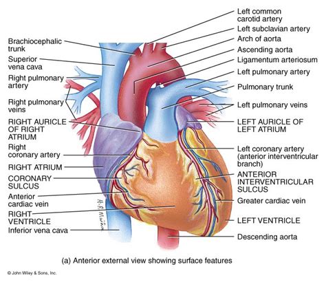 Pin By Cassandra Ramos On Heart Anatomy Heart Anatomy Lymphatic System Anatomy Anatomy And