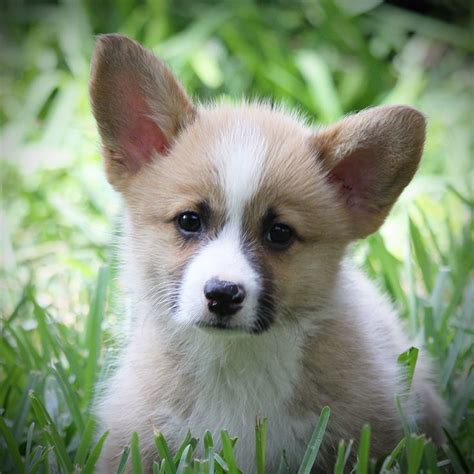 My name is george and i am a male corgipoo pup there ever was! Corgi Puppies For Sale — Hill Country Corgis | Corgi ...