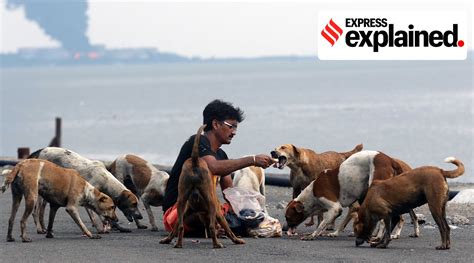 Explained Citizens Right To Feed Stray Dogs And The Dogs Right To