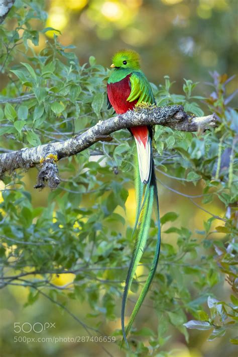 Resplendent Quetzal The Best In Photography