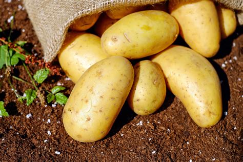 Potatoes · Free Stock Photo