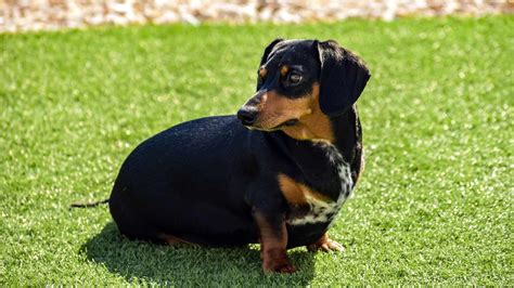 Dachshund Dog Breed Information And Pictures Cyberpet