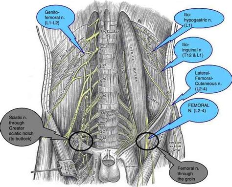 L2 L3 Nerve Root Pression Symptoms Spinal L1 To L5 Pinterest Roots