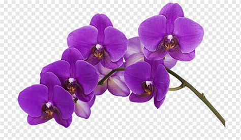 Anggrek Warna Bunga Phalaenopsis Violacea Ungu Bunga Ungu Biru