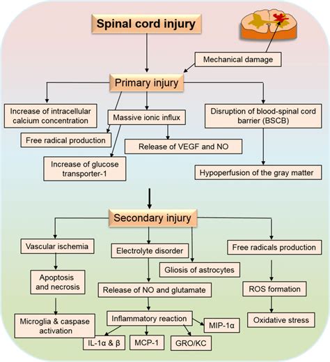 Pathophysiology Of Spinal Cord Injury Immediately After Primary Download Scientific Diagram