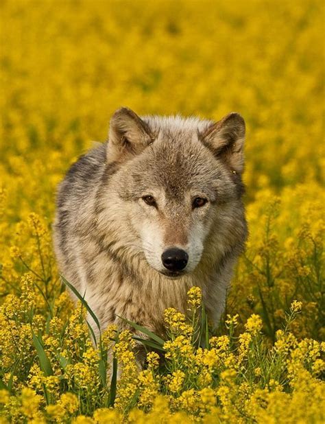 Wolf Among A Field Of Yellow Flowers Wolf Photos Wolf Pictures