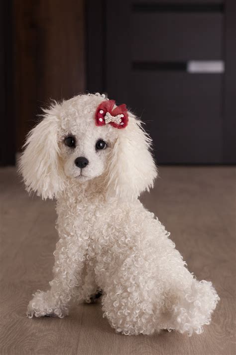 White Toy Poodle For Sale Ph