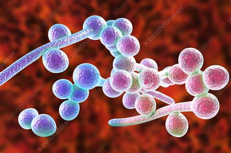 Candida Albicans Hyphae Stages Illustration Stock Image F0183306