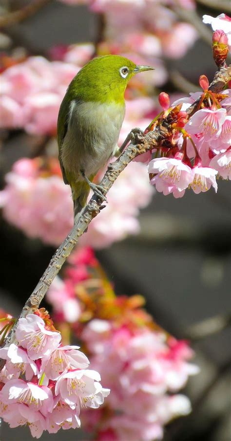 a green bird sitting on top of a tree branch with pink flowers in the background