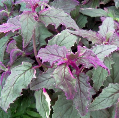 Although flowering plants always add beauty to the garden, it is possible to create a stunning effect using only plants with interesting foliage colors and patterns. purple passion - Wentworth Greenhouses