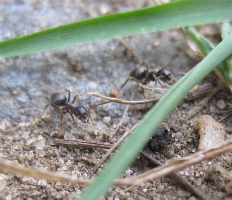 Ants tunneling in the soil improve soil aeration which is helpful to plant roots. When black garden ants go from nuisance to pest - deBugged