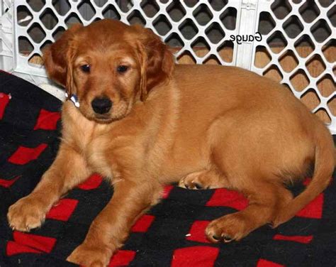 Golden Retriever Puppies For Sale Illinois Petsidi