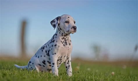 How much do maltese puppies cost. How Much Do Dalmatians Cost? Puppy Prices and Expenses