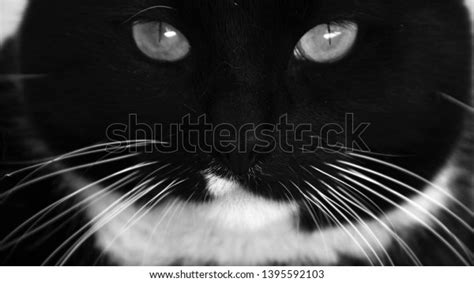 Very Cute Black White Tuxedo Cat Stock Photo 1395592103 Shutterstock