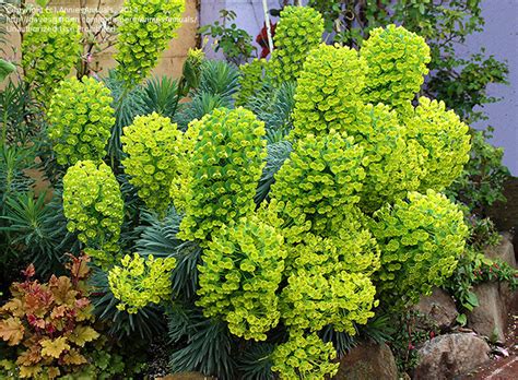 Plantfiles Pictures Euphorbia Mediterranean Spurge Dwarf Euphorbia