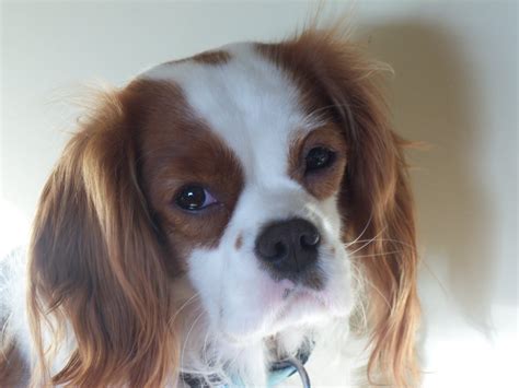 Charlie The Cavalier Do You Love Spending The Weekend With Your Cavalier
