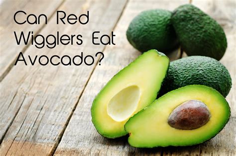 Avocados must be used when fully ripe. Can red wigglers eat avocado?