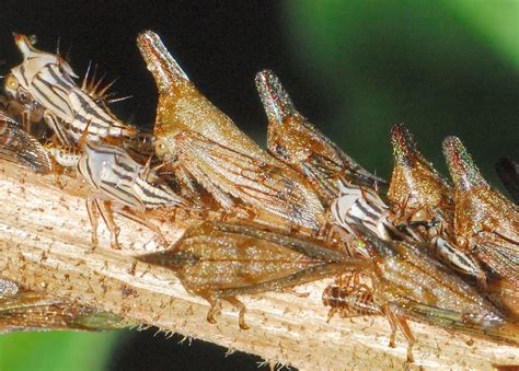 Lantana Treehopper Aconophora Compressa
