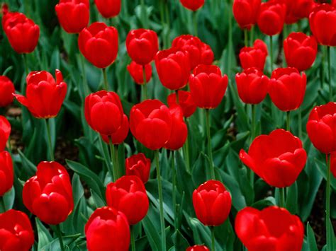 Free Download Flowers For Flower Lovers Red Tulips Desktop Wallpapers