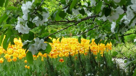 Fond Décran Des Arbres Aliments Jardin Tulipes Printemps Fleur