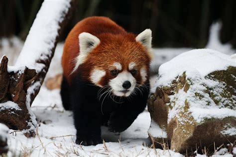 Classifying animals is not an easy task, and scientists have argued for years over red pandas and giant pandas: Red Panda Pictures - Kids Search
