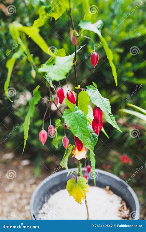 Abutilon Megaponticum Also Called Chinese Lantern Or Flowering Maple