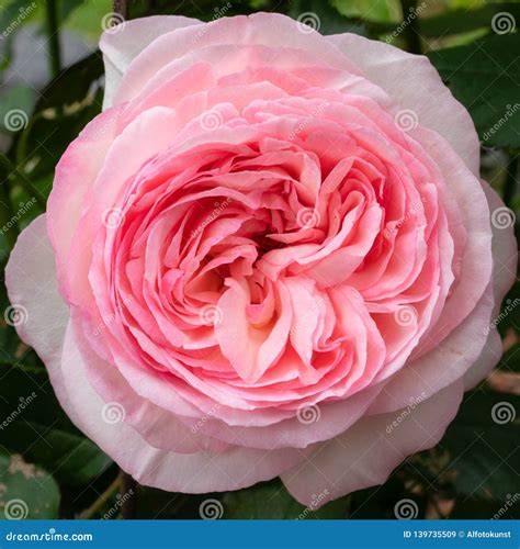 Shrub Rose Eden Rose 85 Rosa Stock Image Image Of Blooming Petal