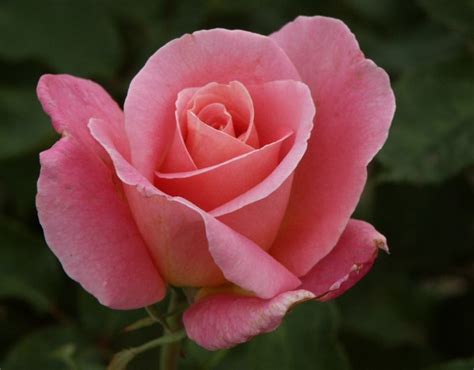 Tiffany Rose Pink Hybrid Tea Rose