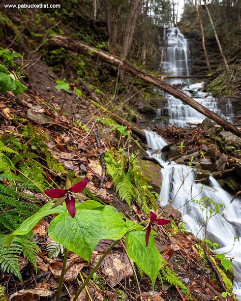 37 Must See Waterfalls In Tioga County Pa Artofit