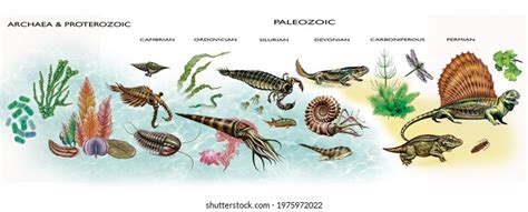 Diagram Development Life Archean Proterozoic Paleozoic Stock