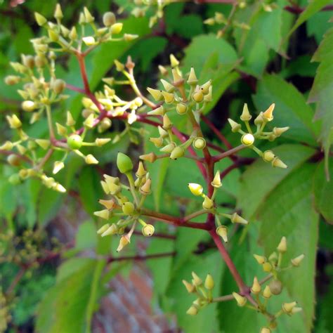 Parthenocissus Quinquefolia