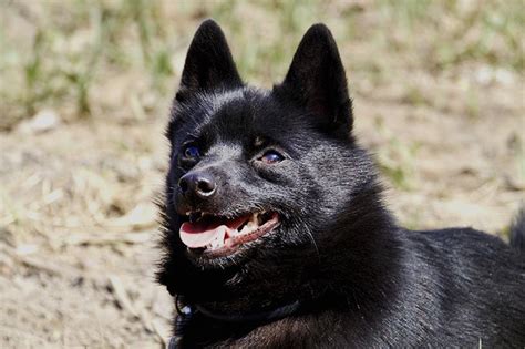 Breed Of The Week Schipperke Paws Playgrounds
