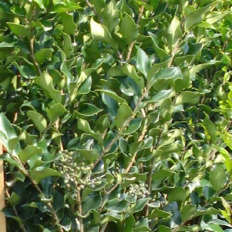 Japanese Privet Recurvifolium Johnson Nursery Corporation