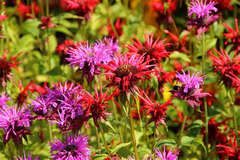 Top Native Plants For Your Michigan Garden