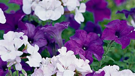 9 Top Fragrant Flowering Annuals Better Homes And Gardens